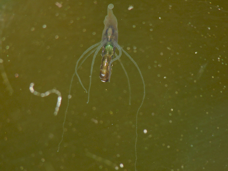 ... ma cosa si mangiano?!